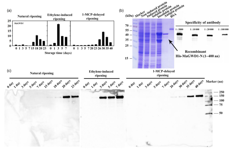 iTRAQ蛋白質(zhì)組學(xué)分析、itraq實(shí)驗(yàn)服務(wù)、iTRAQ技術(shù)