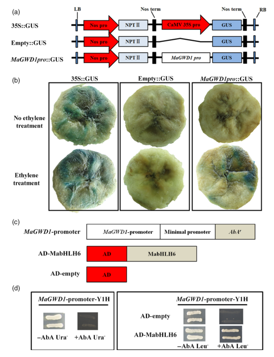 iTRAQ蛋白質(zhì)組學(xué)分析、itraq實(shí)驗(yàn)服務(wù)、iTRAQ技術(shù)