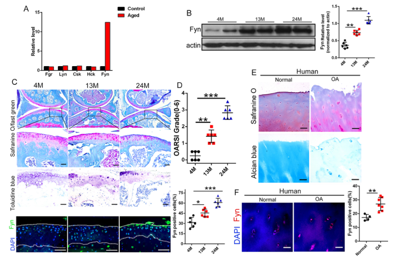 iTRAQ蛋白質(zhì)組學(xué)分析、itraq實(shí)驗(yàn)服務(wù)、iTRAQ技術(shù)