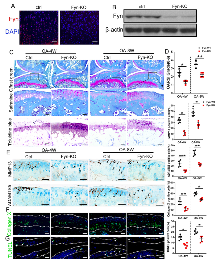 iTRAQ蛋白質(zhì)組學(xué)分析、itraq實(shí)驗(yàn)服務(wù)、iTRAQ技術(shù)