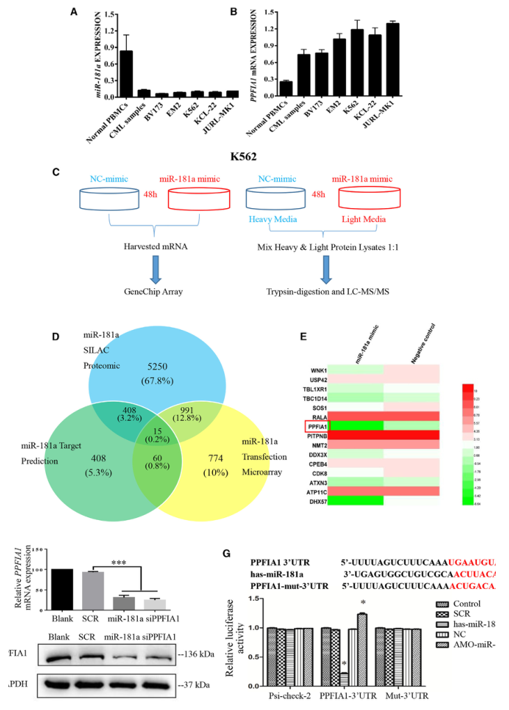 SILAC實驗、Co-IP技術(shù)服務(wù)-客戶文獻-輝駿生物.png