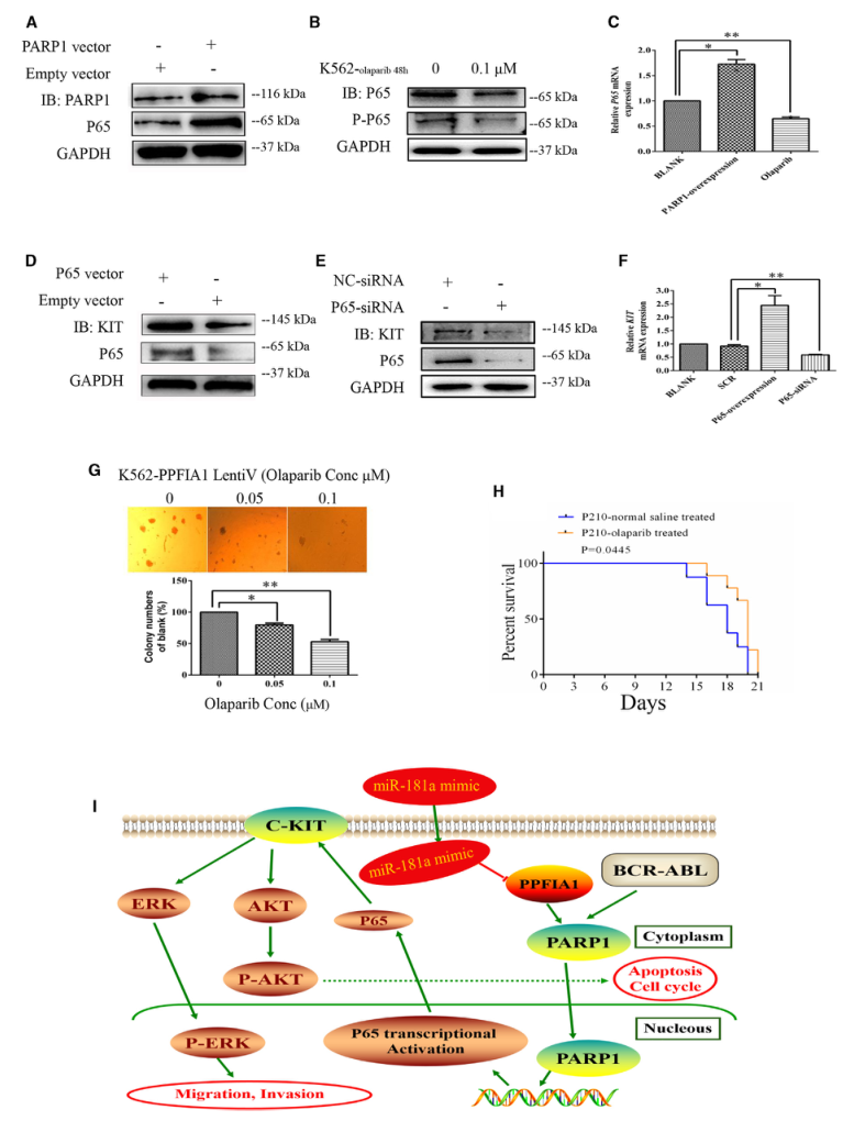 SILAC實驗、Co-IP技術(shù)服務(wù)-客戶文獻-輝駿生物.png