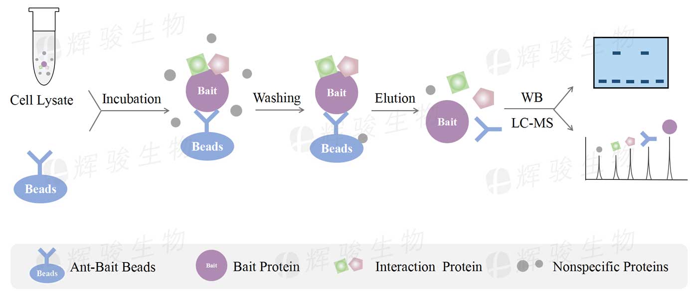 CoIP實(shí)驗(yàn)服務(wù)步驟流程_免疫共沉淀coip檢測_Co-IP實(shí)驗(yàn)代做服務(wù)價格費(fèi)用