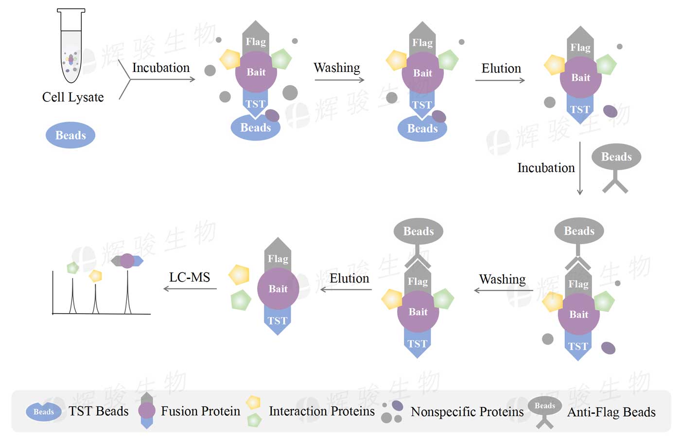 代做串聯(lián)親和純化-質(zhì)譜，tap ms實(shí)驗(yàn).jpg