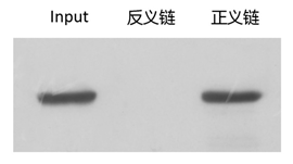 RNA pull down實驗技術(shù)服務(wù)結(jié)果