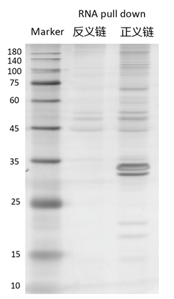 RNA pull down實驗結(jié)果條帶怎么看