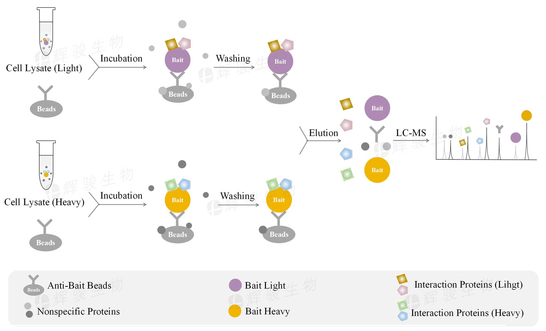 SILAC-IP外包實驗，silac ip技術(shù)服務(wù)，silac ip檢測實驗.jpg