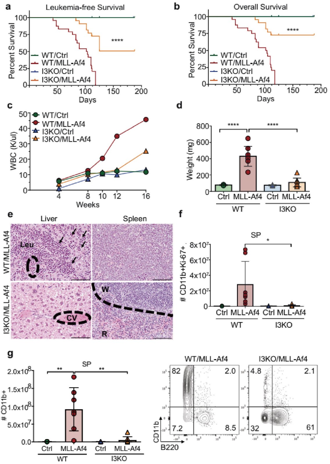 Igf2bp3 缺失延遲白血病發(fā)生并降低疾病嚴(yán)重程度。