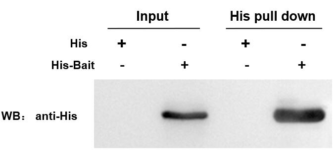 輝駿生物His標(biāo)簽蛋白瓊脂糖純化樹(shù)脂-快速純化 高純度,his純化樹(shù)脂可在相對(duì)較高的流速下，實(shí)現(xiàn)對(duì)目的蛋白的純化