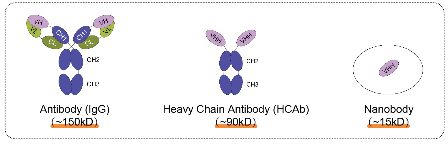 輝駿生物ChainFree?納米抗體磁珠-無輕重鏈污染-高效完成COIP