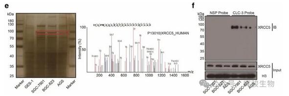 DNA pull-down MS篩選CLC-3 啟動子結(jié)合的蛋白圖-輝駿生物.jpg