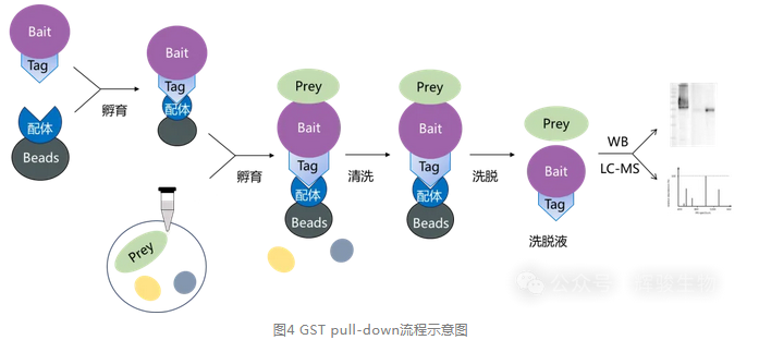 GST pull-down實(shí)驗(yàn)流程-輝駿生物10年pull-down技術(shù)服務(wù)經(jīng)驗(yàn).png